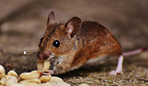 24 Hour & Emergency Exterminators in Dabneys, VA